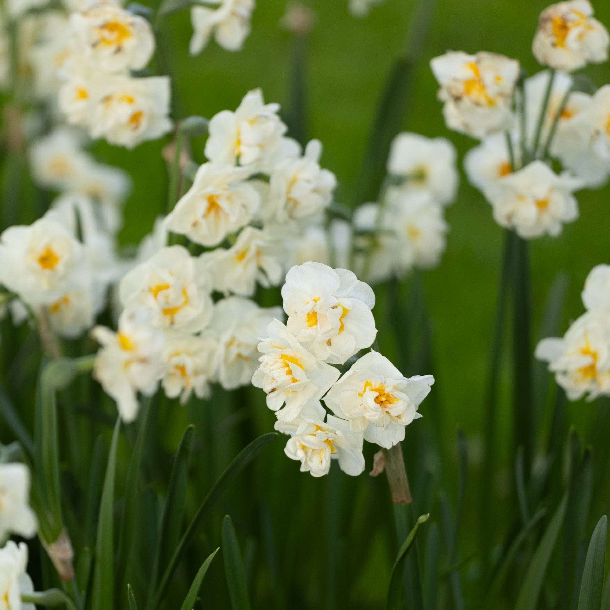 Narzisse 'Bridal Crown'